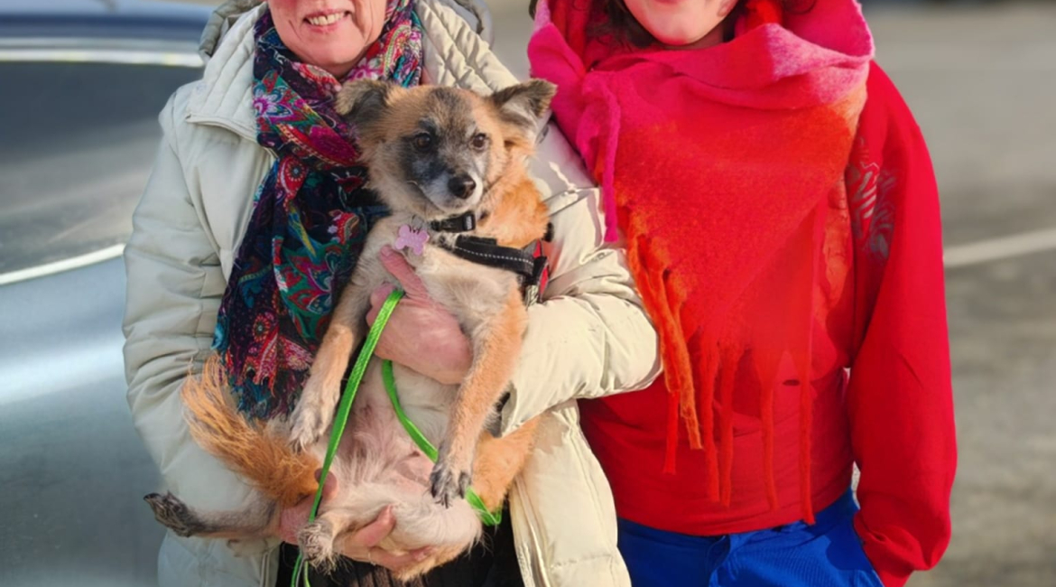 Chiens à adopter